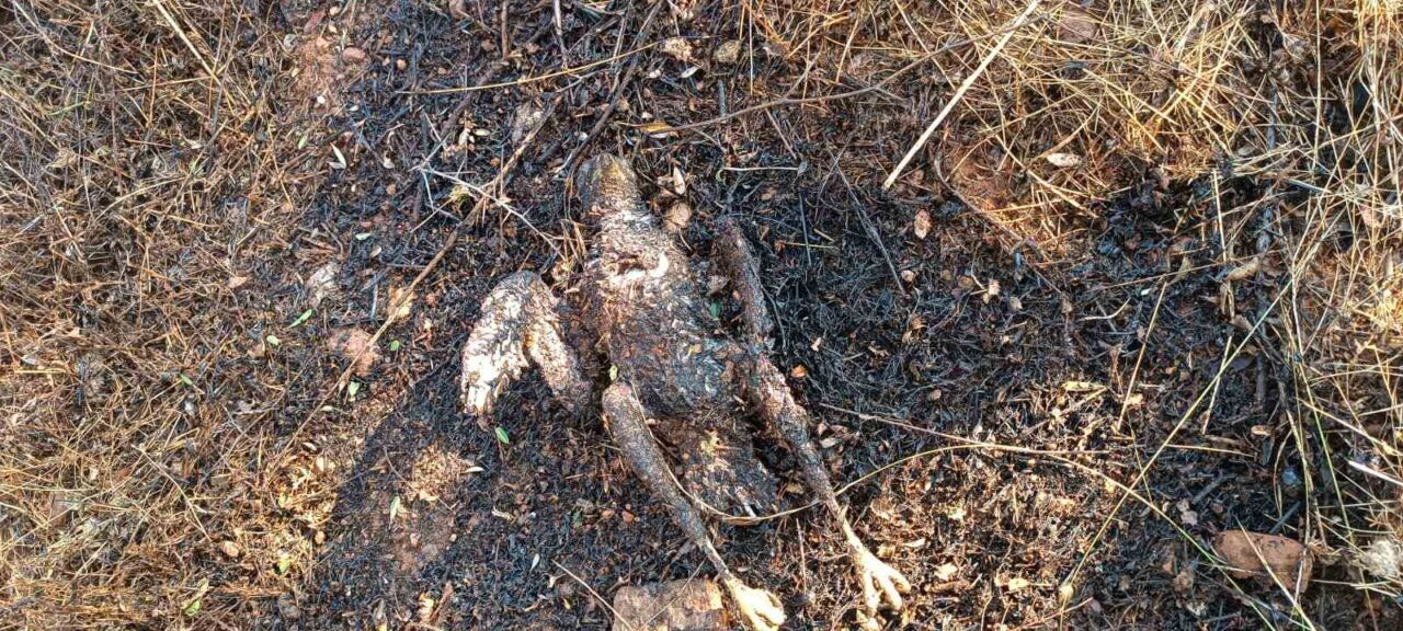 Muğla’nın Köyceğiz ilçesinde enerji nakil hattına çarpan kuş yangına neden