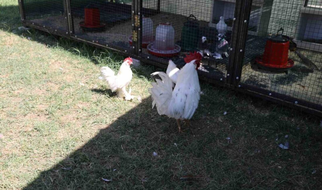 Engelsiz Yaşam Merkezi’nden yeni rehabilitasyon uygulaması Battalgazi Belediyesi’nin özel ihtiyaçlı bireylere hizmet sunduğu Engelsiz Yaşam Merkezi,