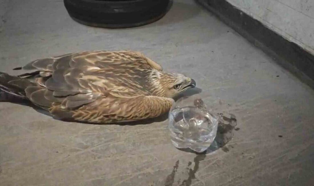 Erciyes’te kaybolan yaralı bir şahin, Kayseri Büyükşehir Belediyesi’nin duyarlı ekibi