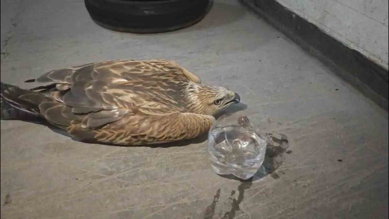 Erciyes’te kaybolan yaralı bir şahin, Kayseri Büyükşehir Belediyesi’nin duyarlı ekibi