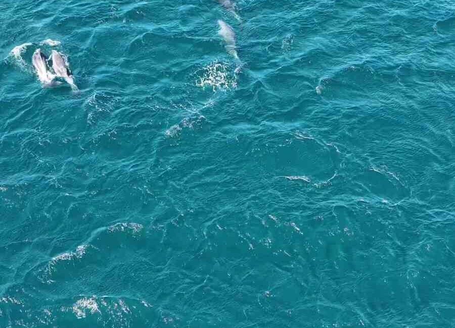 Balıkesir’in Erdek ilçesinde, Erdek Körfezi Düzler mevkiinde yunus balıkları görüntülendi.