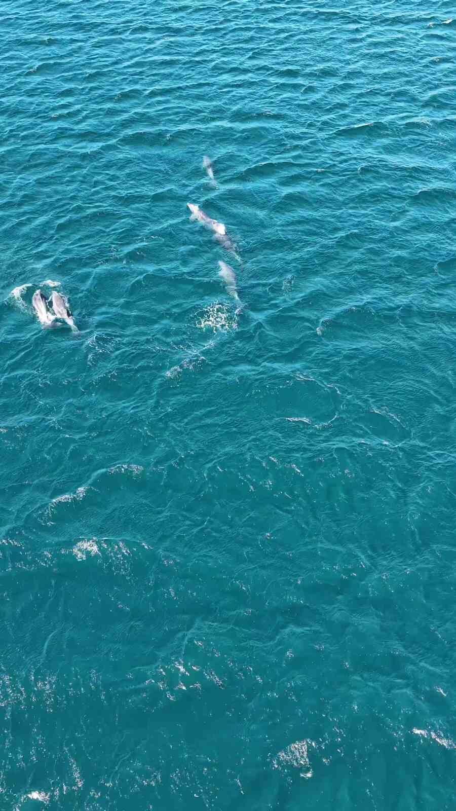 Balıkesir’in Erdek ilçesinde, Erdek Körfezi Düzler mevkiinde yunus balıkları görüntülendi.