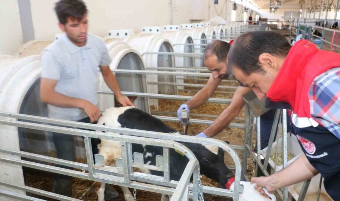 Tarım ve Orman Bakanlığı’nın talimatıyla Erzincan il genelinde tüm hayvanlar