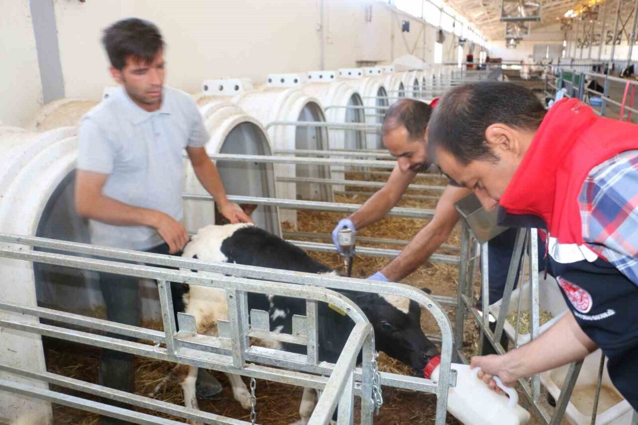 Tarım ve Orman Bakanlığı’nın talimatıyla Erzincan il genelinde tüm hayvanlar