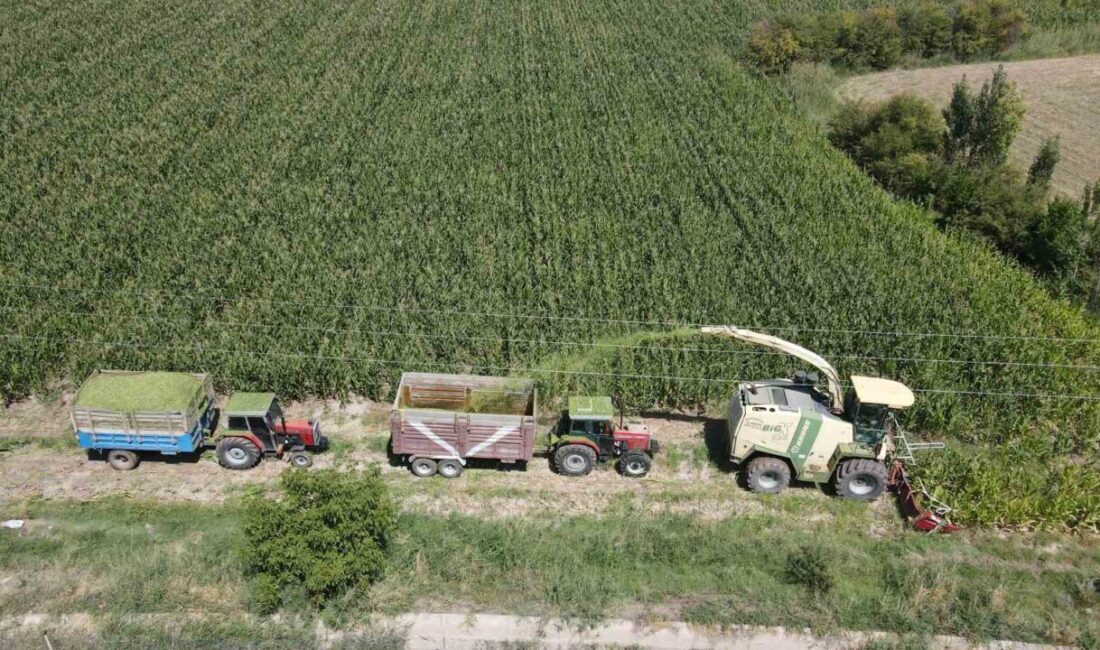 Doğu Anadolu Bölgesinin Çukurovası Erzincan’da kışın hayvan yemi olarak kullanılan