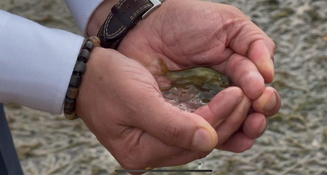 Erzincan’da bulunan baraj gölü ve göletlere bırakılan balıklar, iç sulardaki