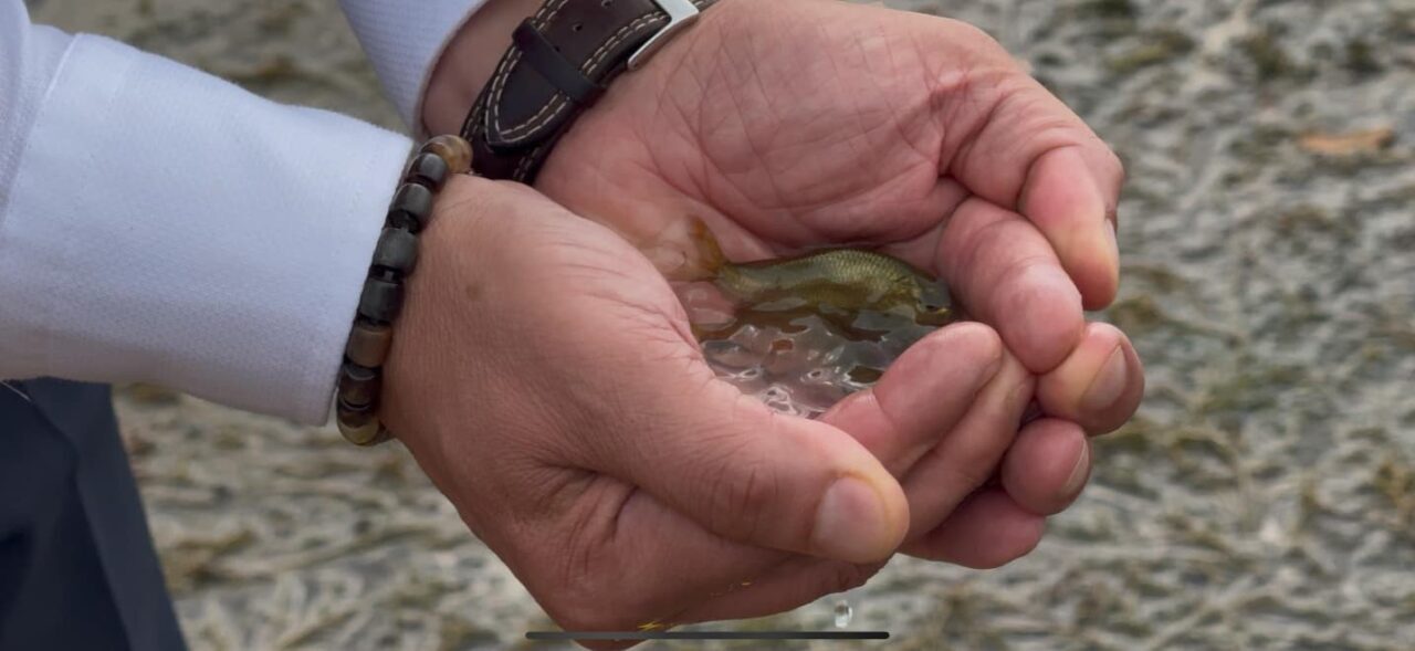 Erzincan’da bulunan baraj gölü ve göletlere bırakılan balıklar, iç sulardaki