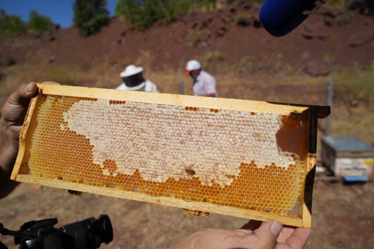Erzincan’da 2025 yılı bal hasadı başlarken kentte kayıtlı arıcılık işletme
