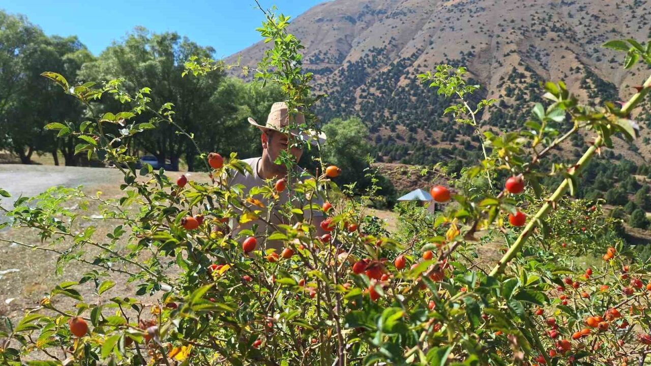 Erzincan’da vatandaşlar doğadan tek tek topladıkları kuşburnuları uzun ve yorucu