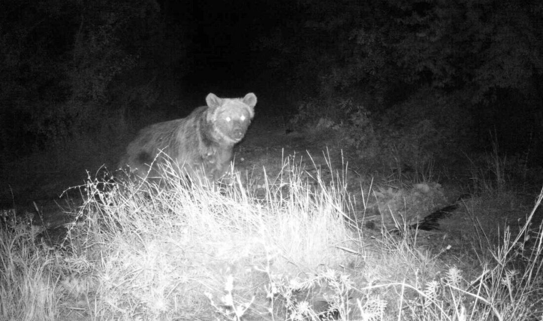 Erzincan’da insanların yaşam alanlarından uzak kırsal alanlara kurulan fotokapanlara yaban