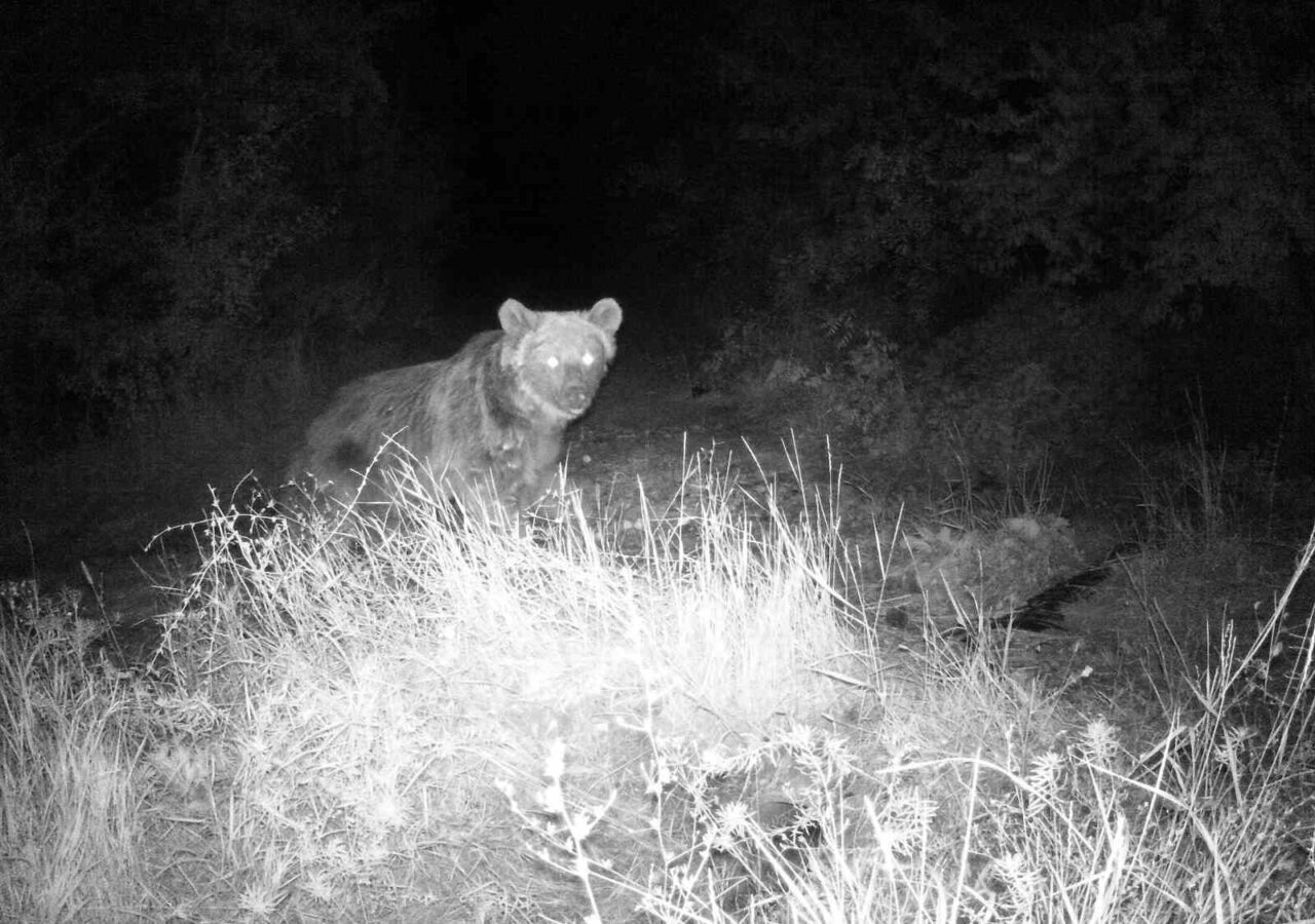 Erzincan’da insanların yaşam alanlarından uzak kırsal alanlara kurulan fotokapanlara yaban