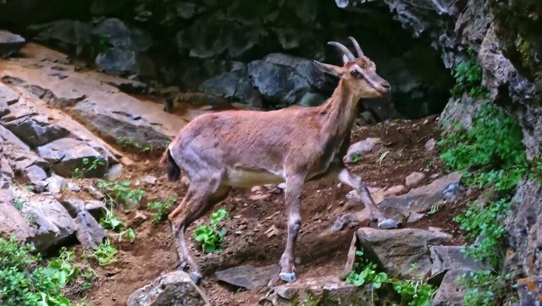 Erzincan’da Munzur Dağlarına güzellik katan yaban keçileri drone ile görüntülendi.