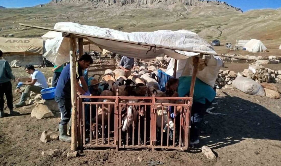 Tarım ve Orman Bakanlığı’nın talimatıyla Erzincan il genelinde tüm hayvanlar