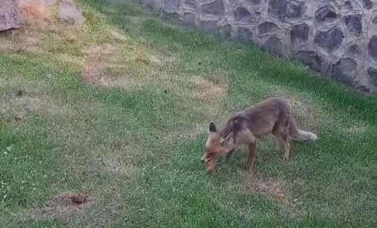 Erzurum’da piknik yapan kadınlar yanlarına kadar gelen ve yiyecek arayan