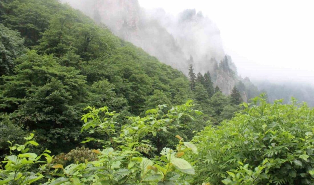 Trabzon’un Vakfıkebir ilçesinde 3 gün önce eşini önce bıçakla yaralayan