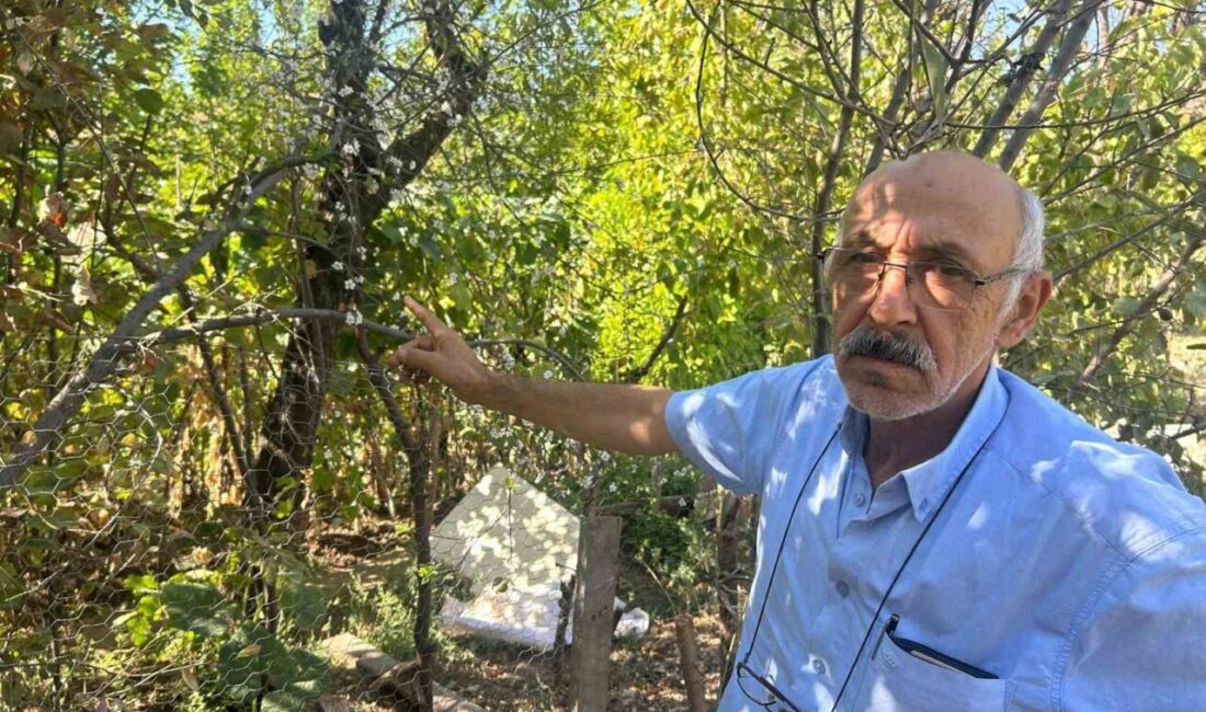 Eskişehir’de ağustos aylarının son günlerinde ilkbaharmış gibi çiçek açan erik