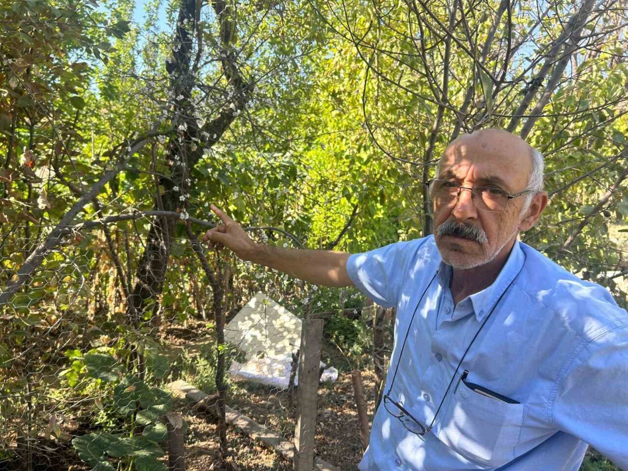 Eskişehir’de ağustos aylarının son günlerinde ilkbaharmış gibi çiçek açan erik