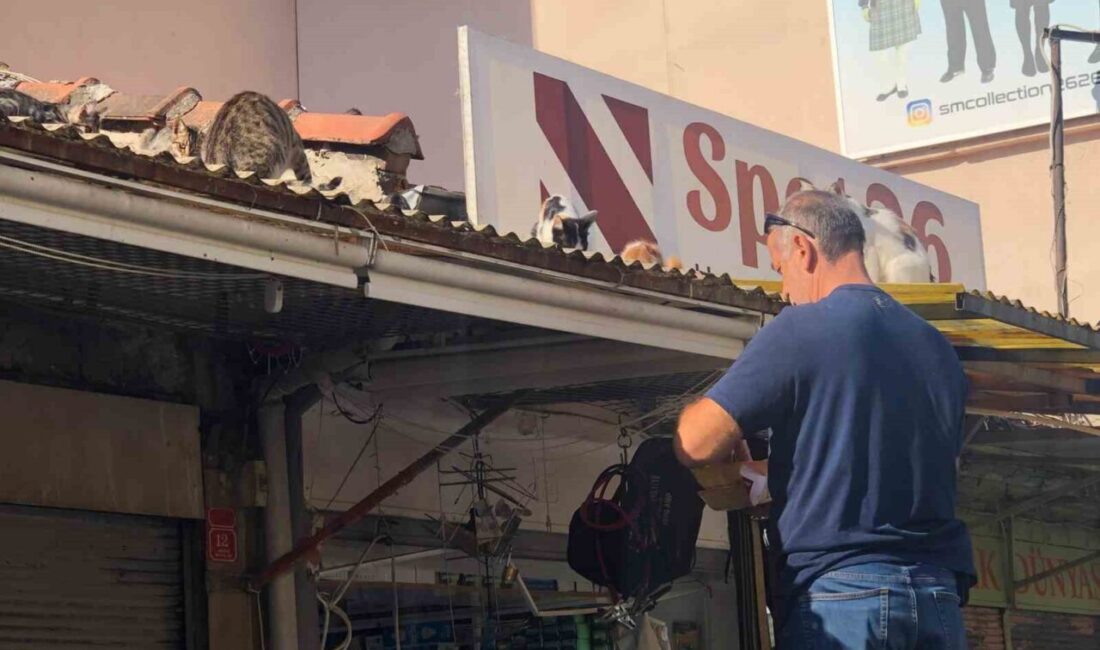 Eskişehir’de bir esnaf çatısına düzenli olarak gelen sokak kedilerine her