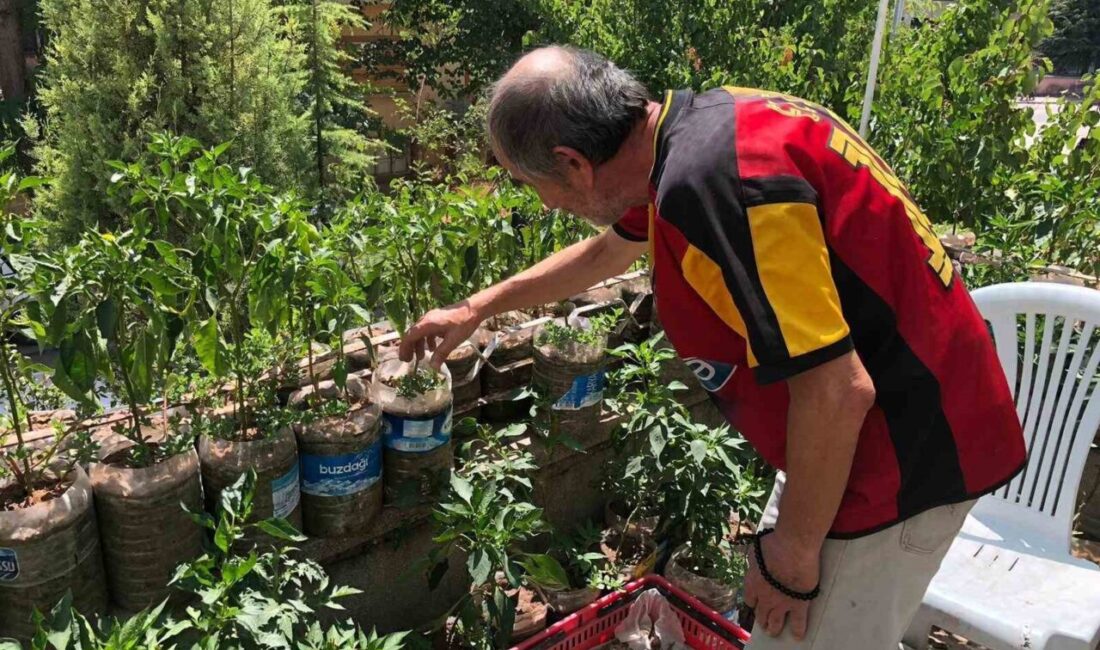Eskişehirli Salim Pektaş, iş yerinin balkonunu sebze bahçesine dönüştürerek hem