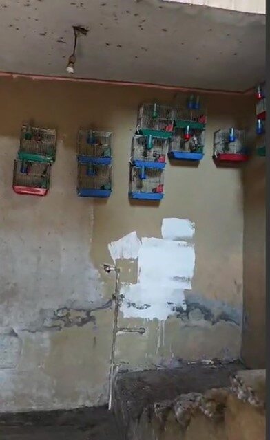 Adana’da evinde üretimi ve ticareti yasak olan saka kuşu bulunan