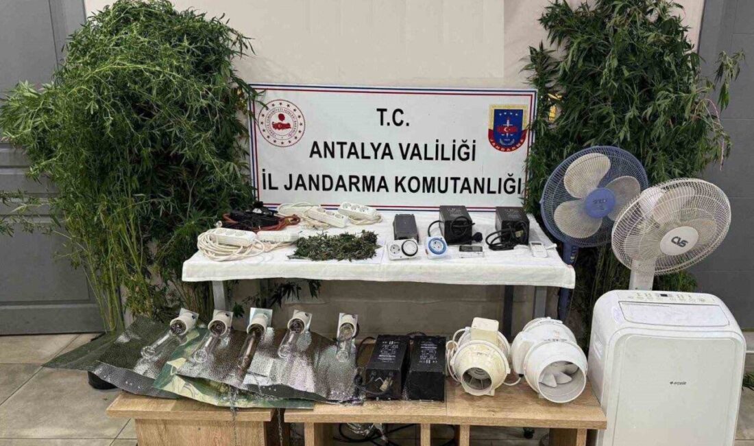 Antalya’nın Manavgat ilçesinde jandarma ekiplerinin düzenlediği operasyonda evinde kenevir yetiştiren