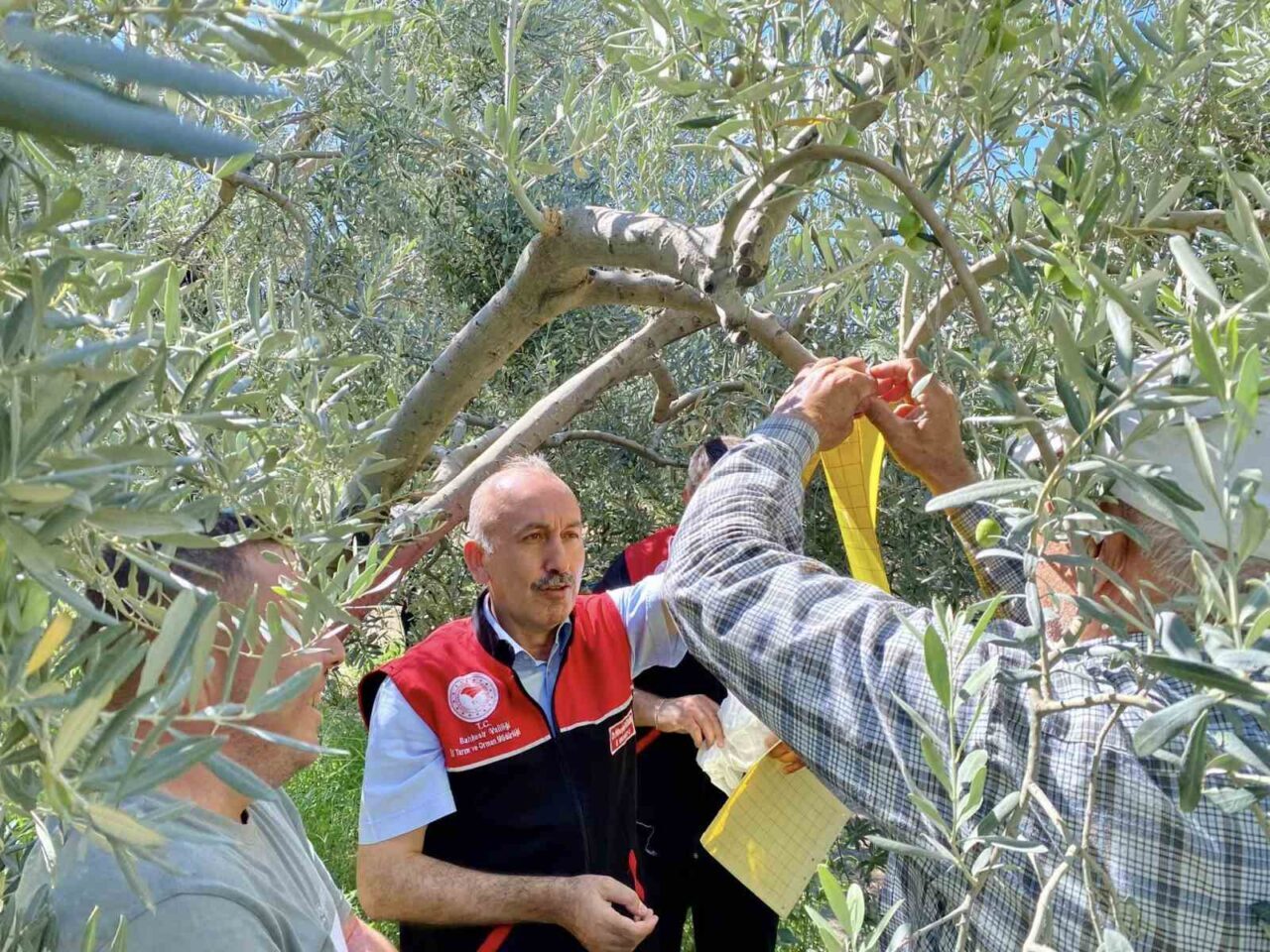 Balıkesir’in Havran ilçesinde zeytin sineğiyle mücadele için feromon tuzak kurulum