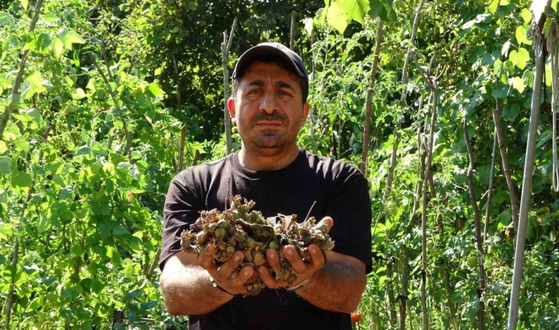 Ordu’nun Altınordu ilçesinde harmandaki fındığının çalındığını sanarak jandarmaya ihbarda bulunmayı