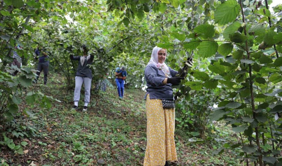 Ordu Büyükşehir Belediyesi tarafından uygulanan, işçi ve üreticiler memnun eden