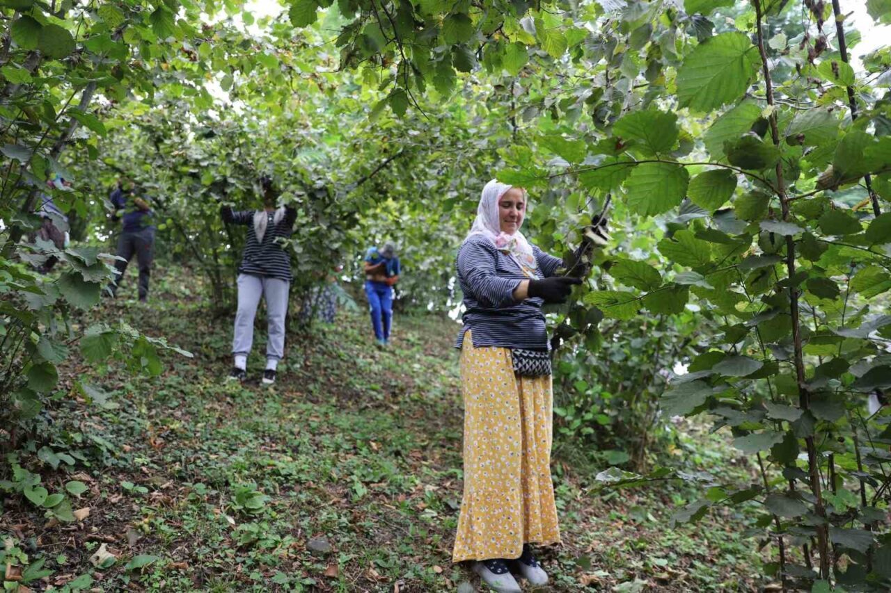Ordu Büyükşehir Belediyesi tarafından uygulanan, işçi ve üreticiler memnun eden