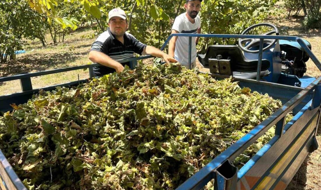 Zonguldak’ın Alaplı ilçesinde fındık hasadının başlamasıyla birlikte tırpan ücretleri adeta