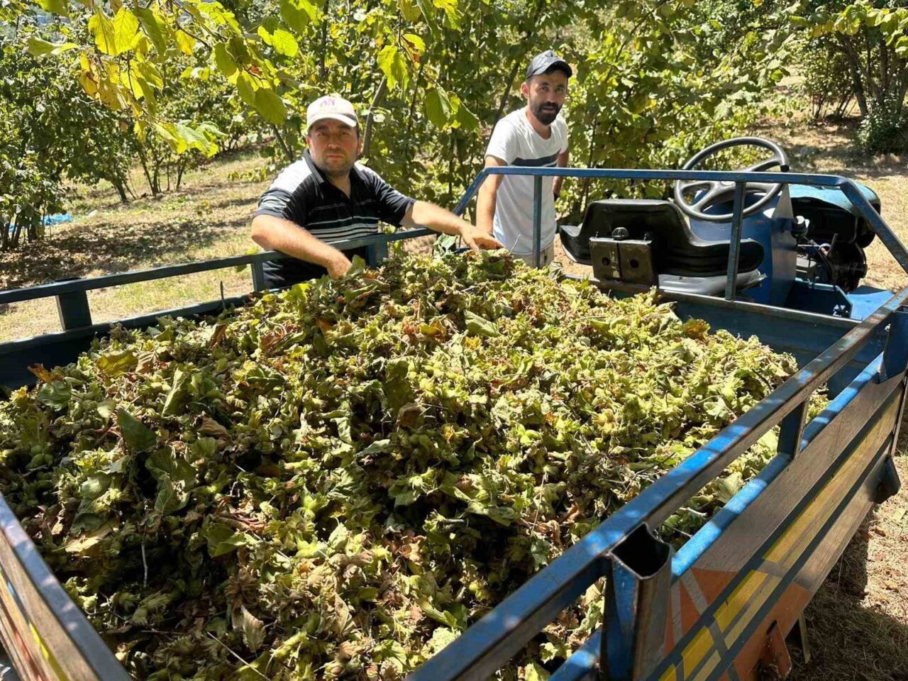 Zonguldak’ın Alaplı ilçesinde fındık hasadının başlamasıyla birlikte tırpan ücretleri adeta