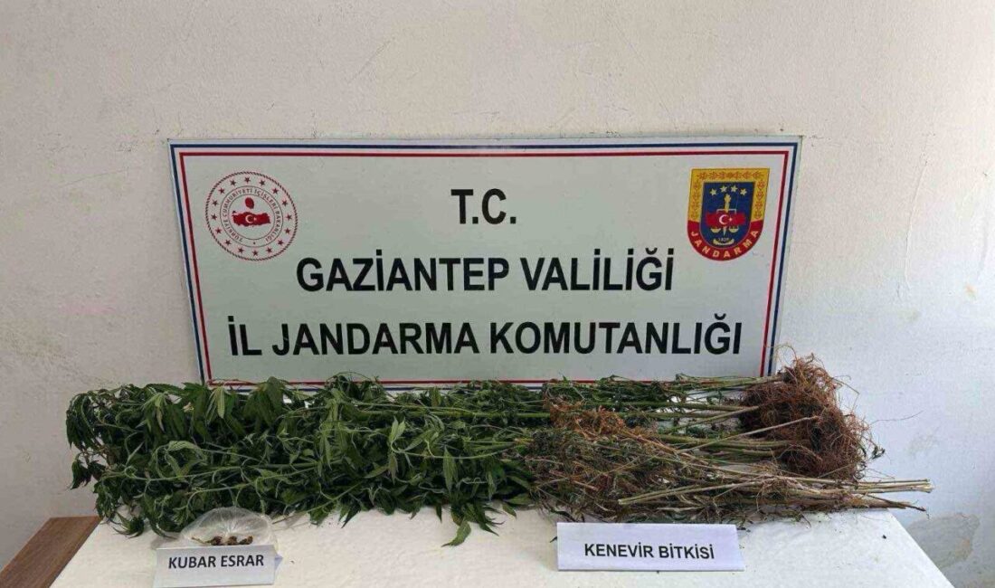 Gaziantep’te jandarmanın operasyonlarında 428 kök kenevir bitkisi ile 1 kilo