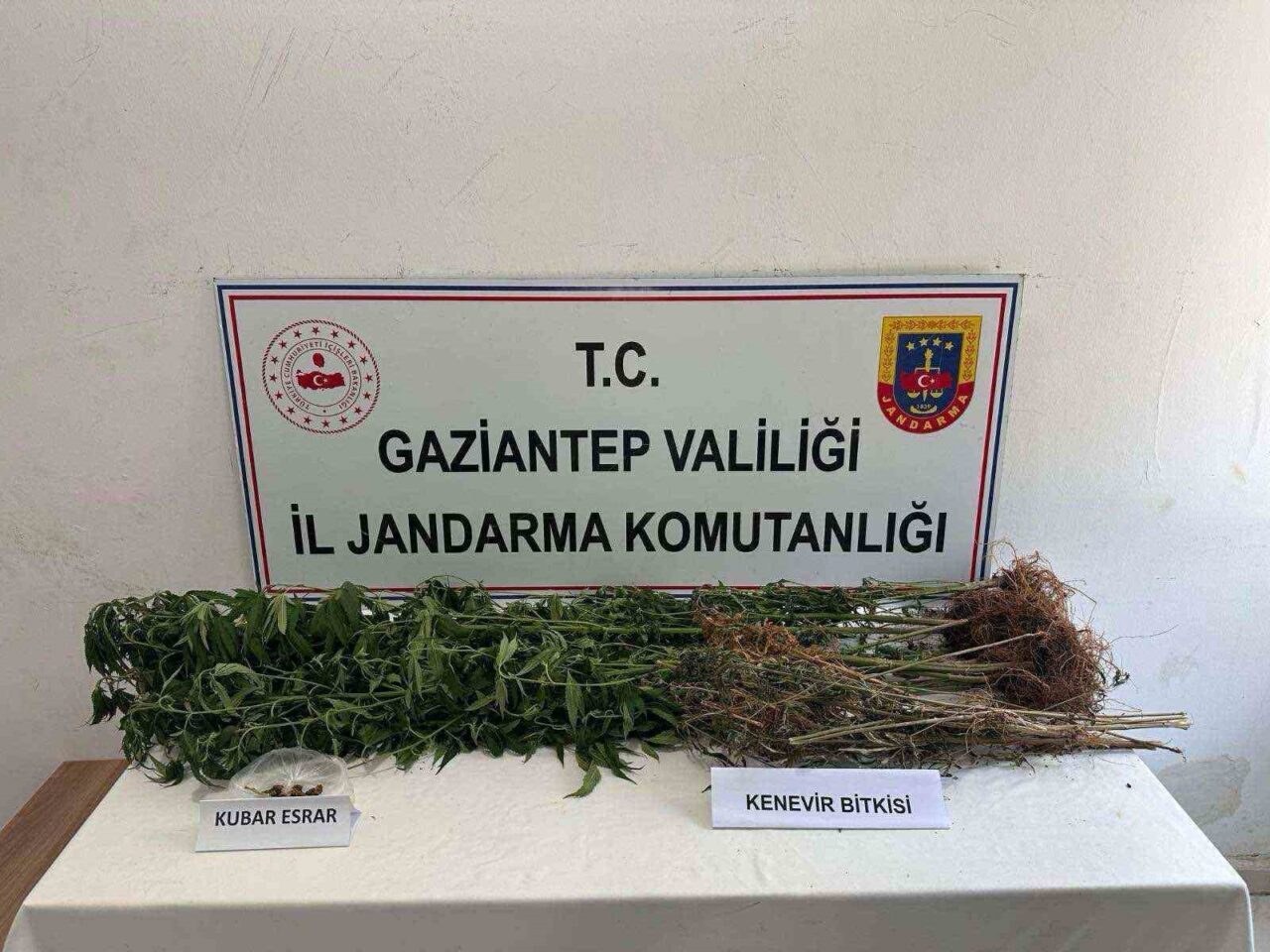 Gaziantep’te jandarmanın operasyonlarında 428 kök kenevir bitkisi ile 1 kilo