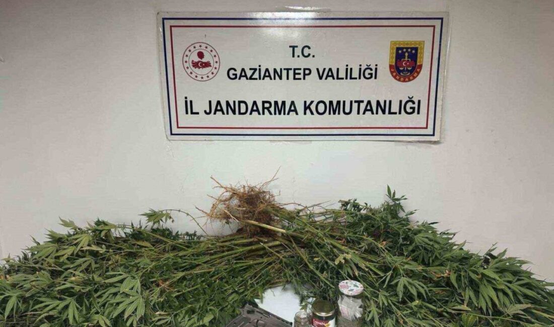 Gaziantep’te jandarma ekiplerinin operasyonunda 5 kilo kubar esrar ile 178