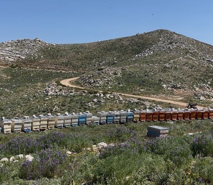 Antalya’nın Gazipaşa ilçesinde Hakkı Çağlar’a ait 36 arı kovanı hırsızlar