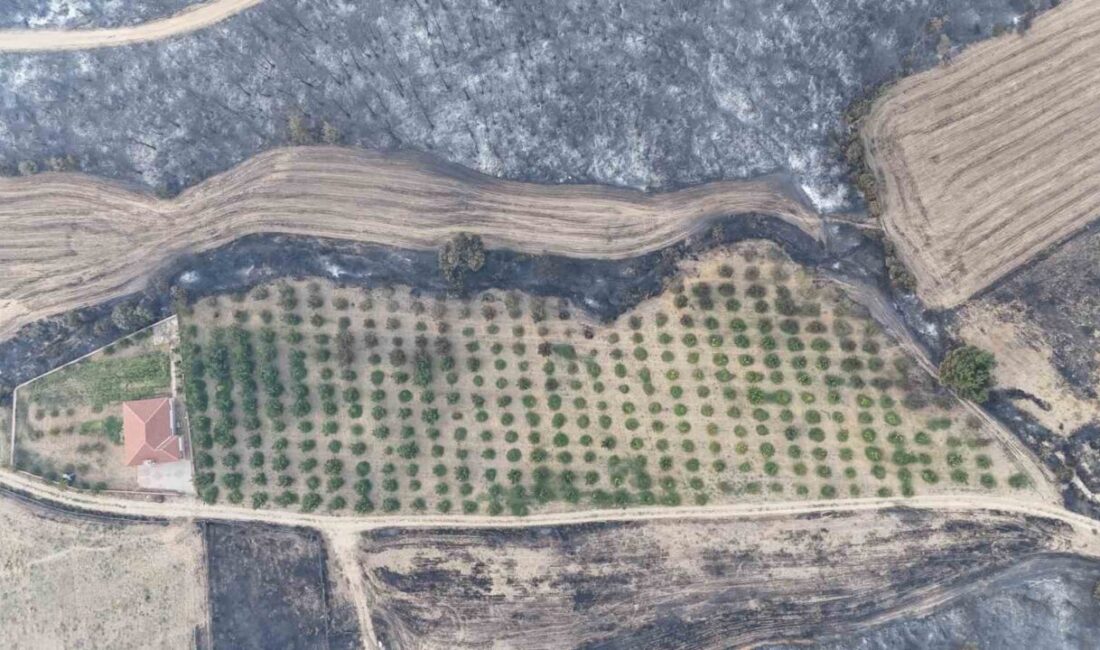 Çanakkale’nin Gelibolu ilçesinde çıkan orman yangınında, sahibi tarafından etrafı temizlenen