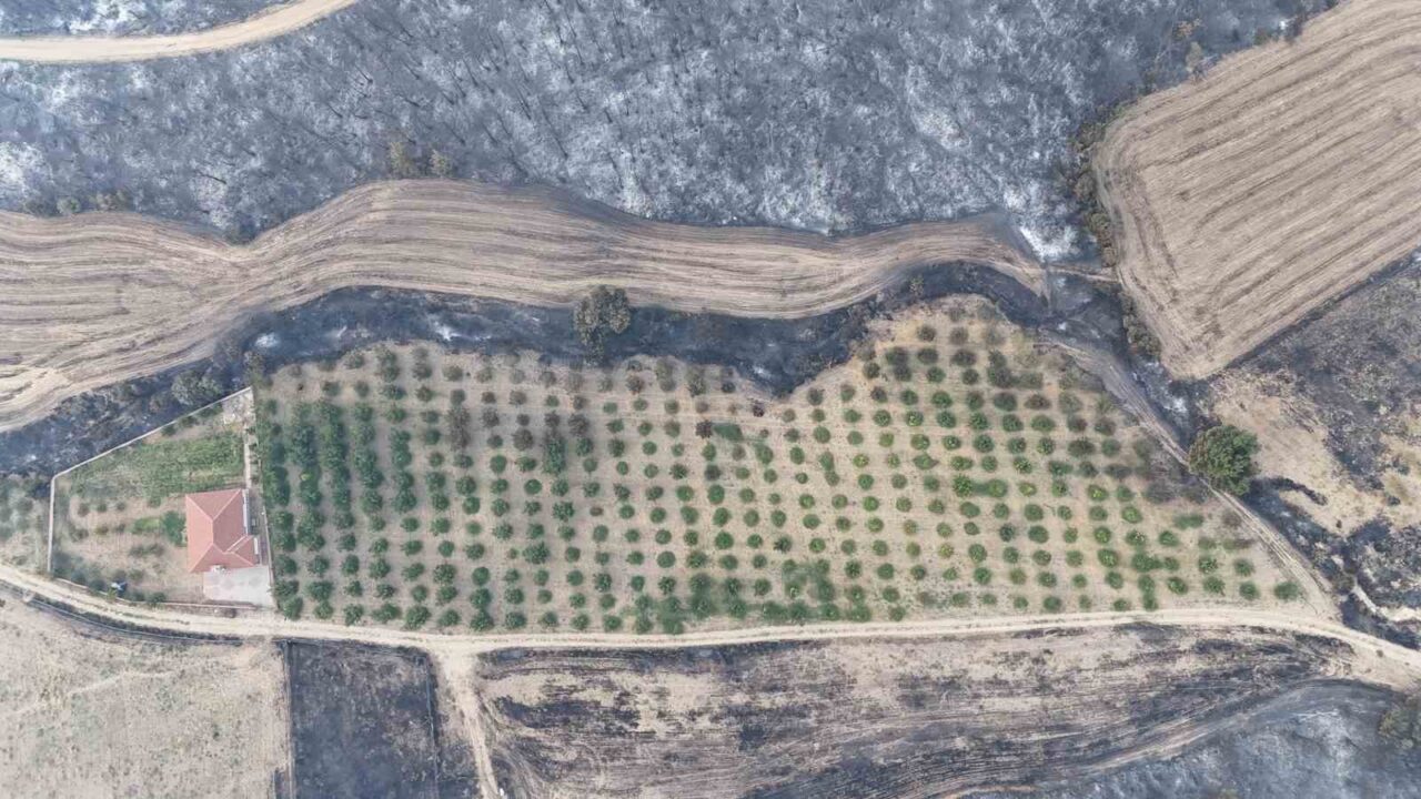 Çanakkale’nin Gelibolu ilçesinde çıkan orman yangınında, sahibi tarafından etrafı temizlenen