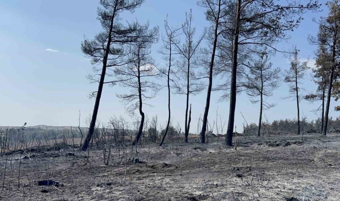 Çanakkale’nin Gelibolu ilçesinde çıkan orman yangınına Orman Bölge Müdürlüğü ekiplerinin