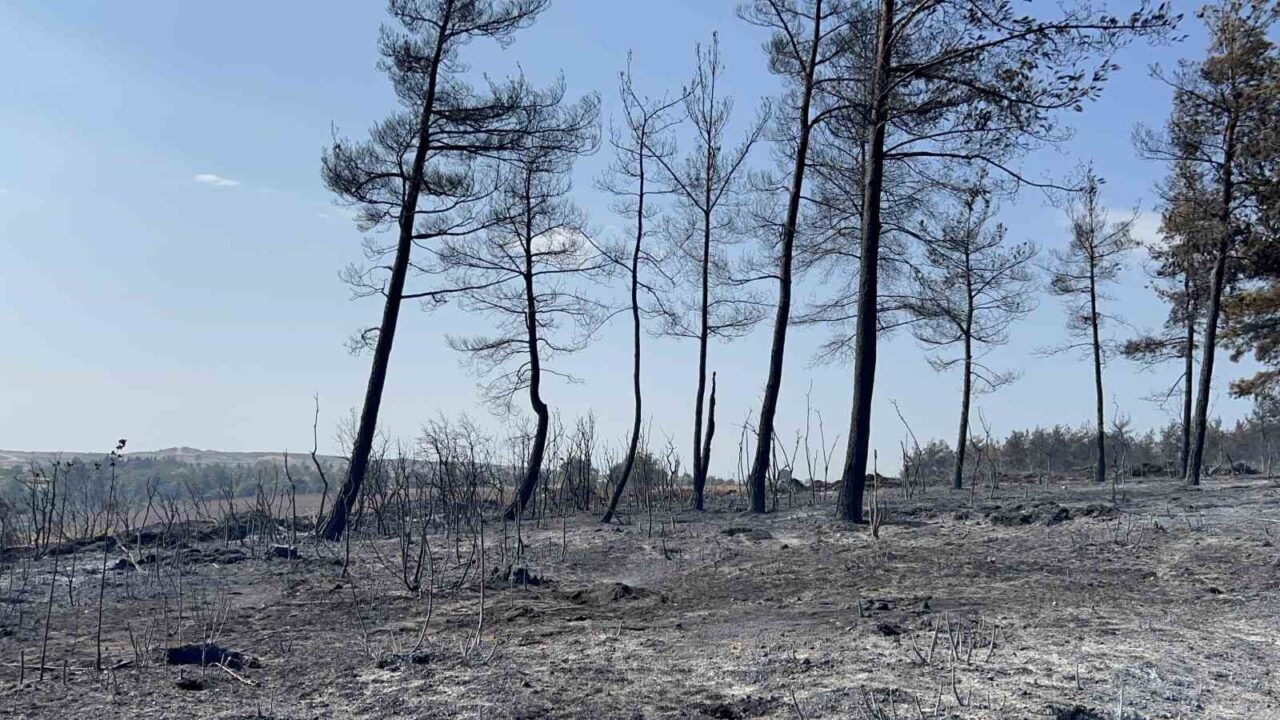 Çanakkale’nin Gelibolu ilçesinde çıkan orman yangınına Orman Bölge Müdürlüğü ekiplerinin