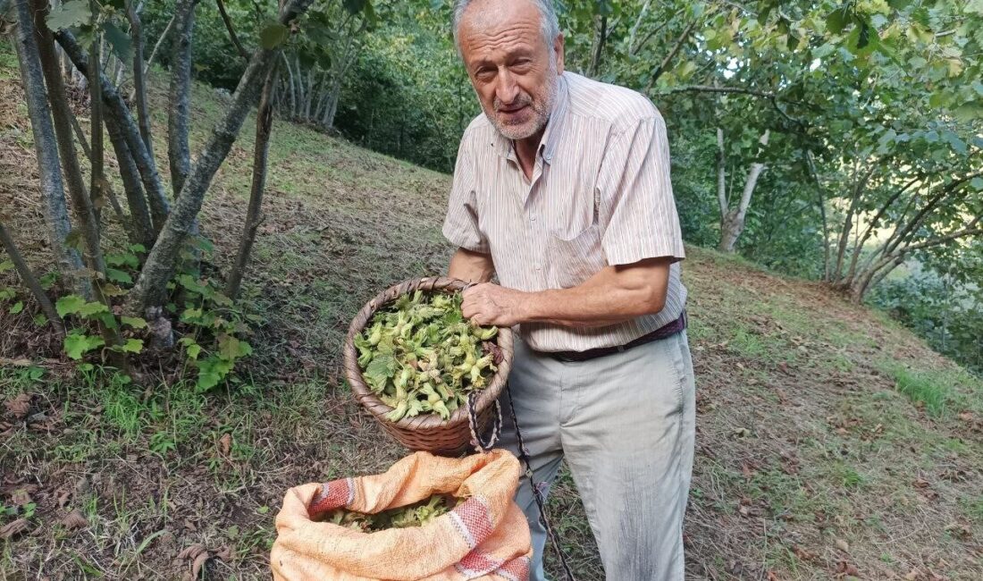 Giresun’da fındık hasadını sürdüren üreticiler, serbest piyasada fındık fiyatlarının açıklanan