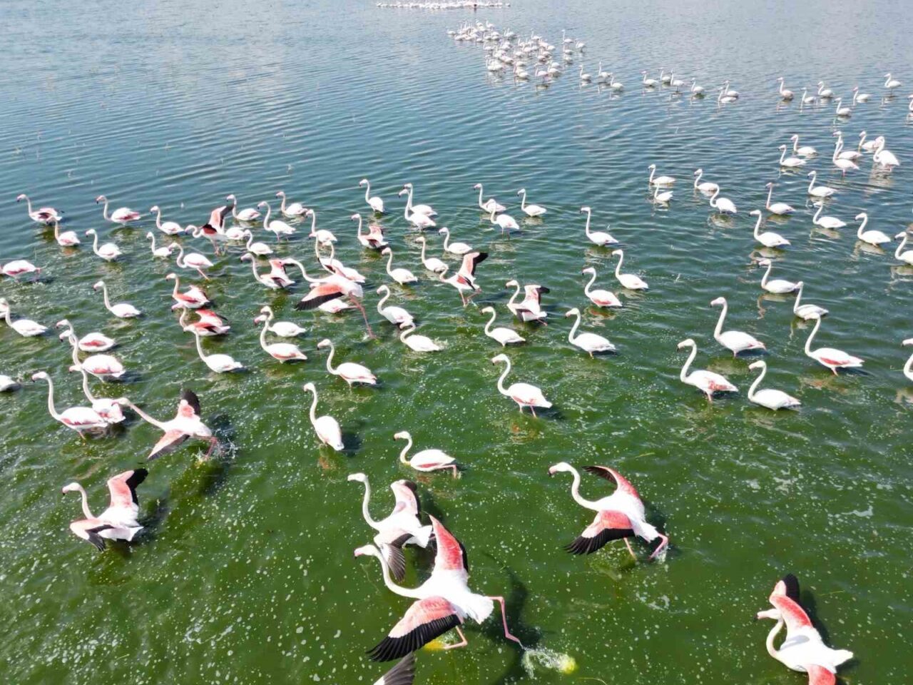 Afyonkarahisar’da bir gölde flamingo sürüsü görüntülenirken nadir görünen bu hayvanlar