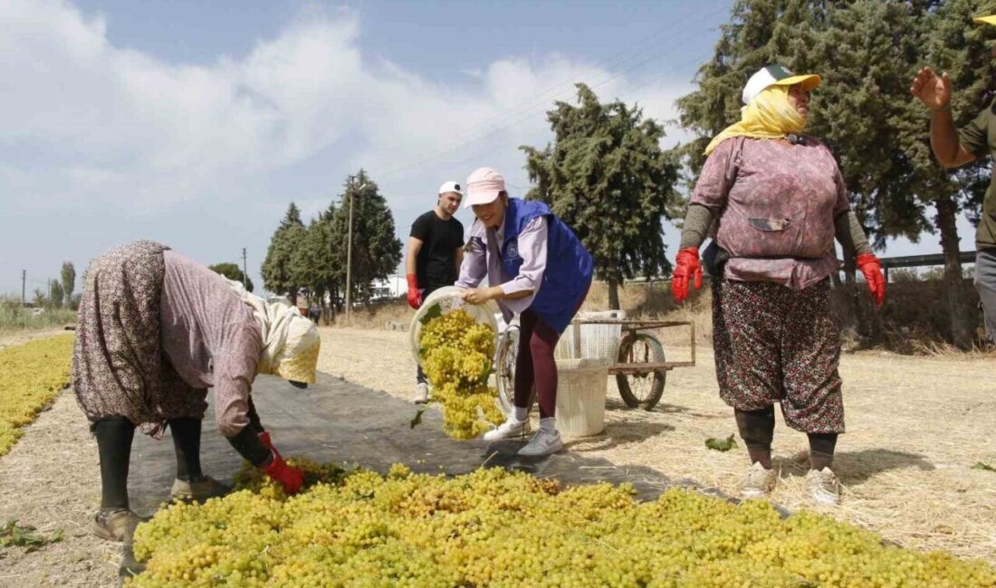 Manisa’da gençlik merkezlerindeki gönüllü gençler, üzüm bağında gönüllü hasat etkinliğine