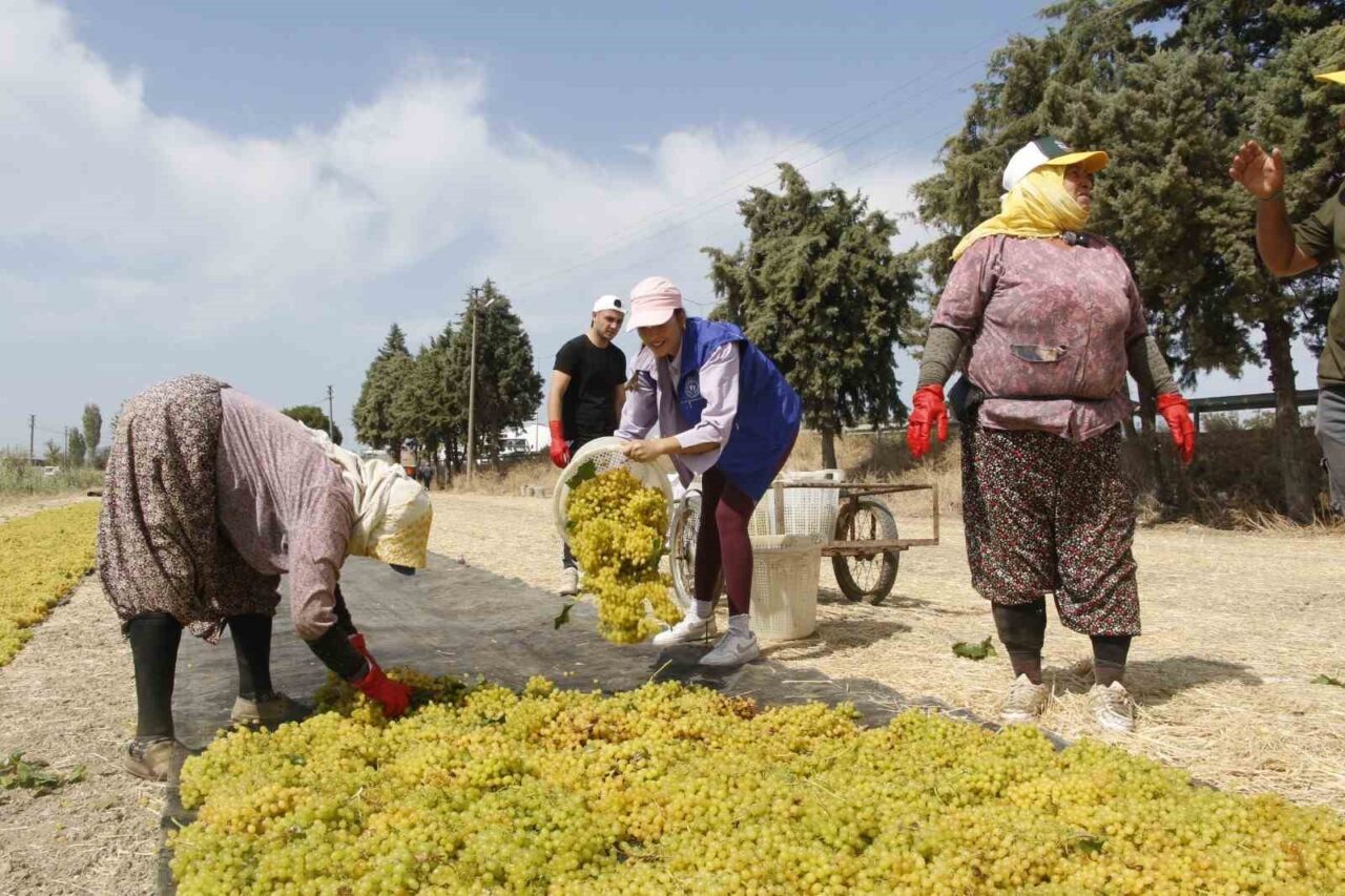 Manisa’da gençlik merkezlerindeki gönüllü gençler, üzüm bağında gönüllü hasat etkinliğine