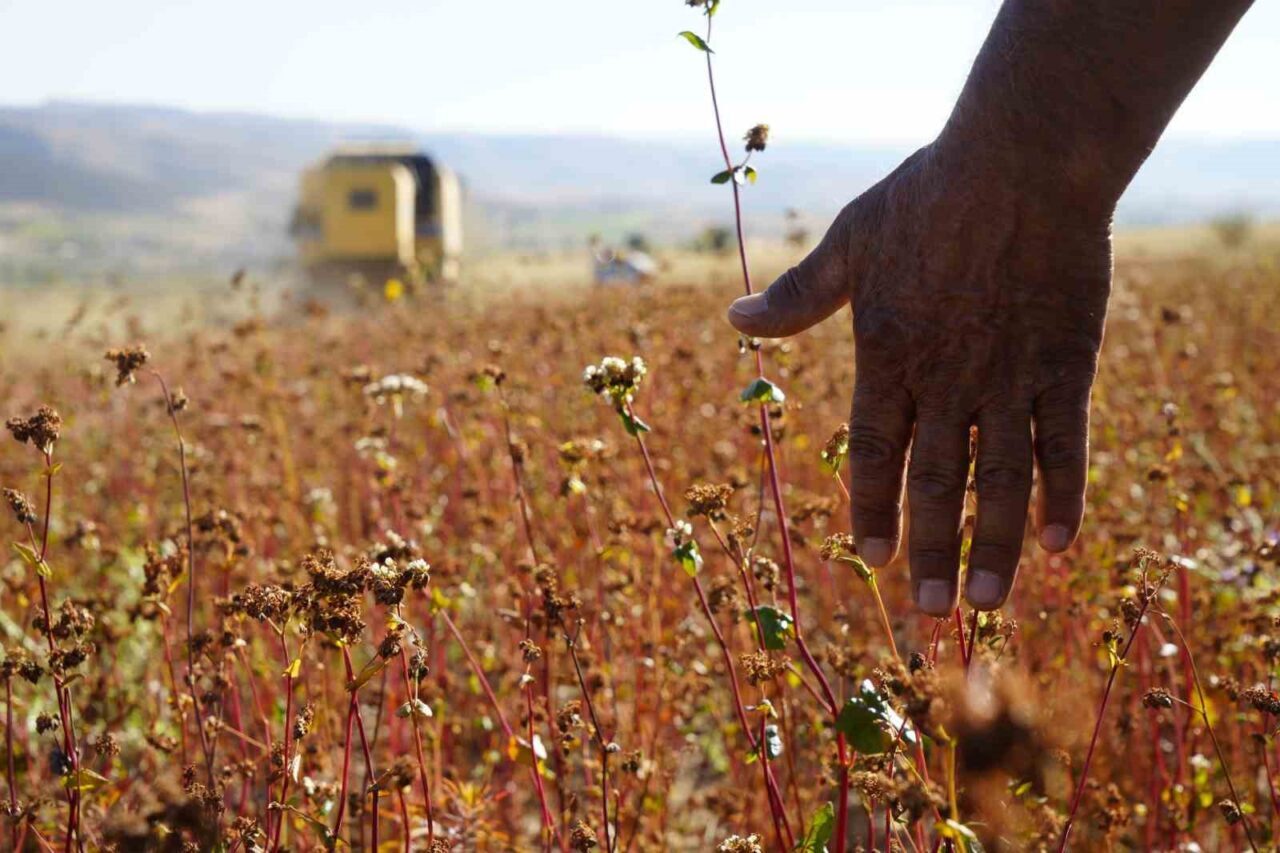 Gümüşhane’nin Kelkit ilçesine bağlı Öbektaş beldesinde yetiştirilen ve glütensiz yapısıyla