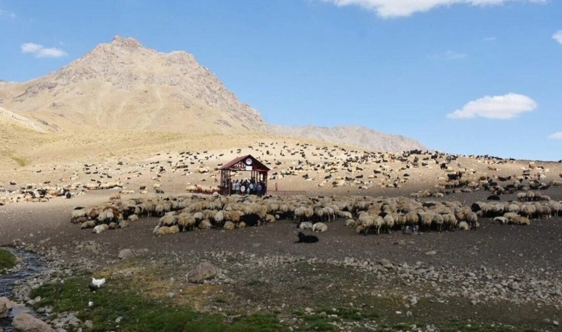 Hakkari’nin Derecik ilçesinde 11 Mayıs 2025 tarihinde ortaya çıkan şap
