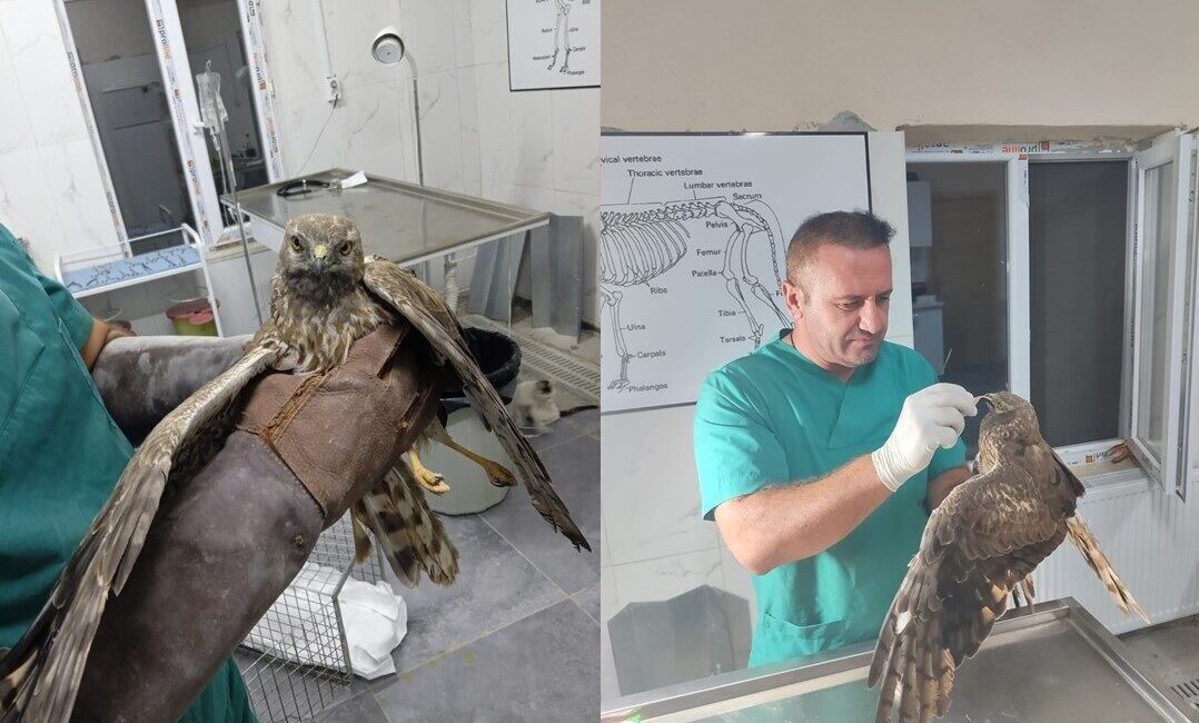 Hakkari’nin Sümbül Mahallesi’nde ağız kısmında yara bulunan bir şahin, veteriner