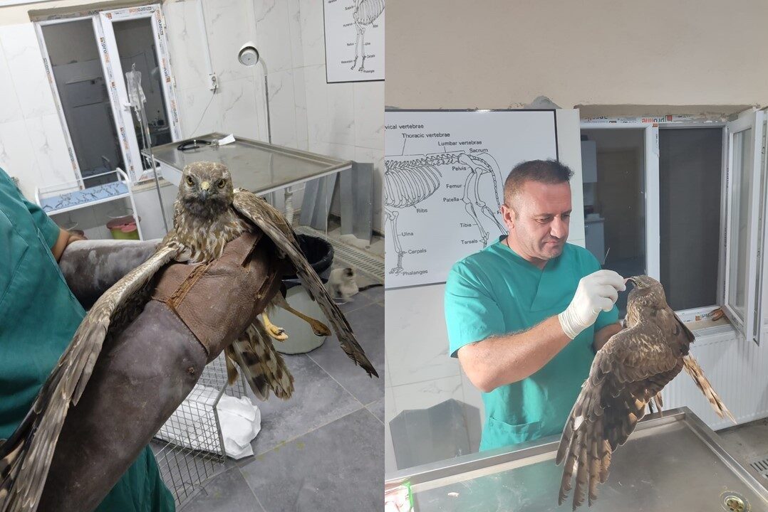 Hakkari’nin Sümbül Mahallesi’nde ağız kısmında yara bulunan bir şahin, veteriner