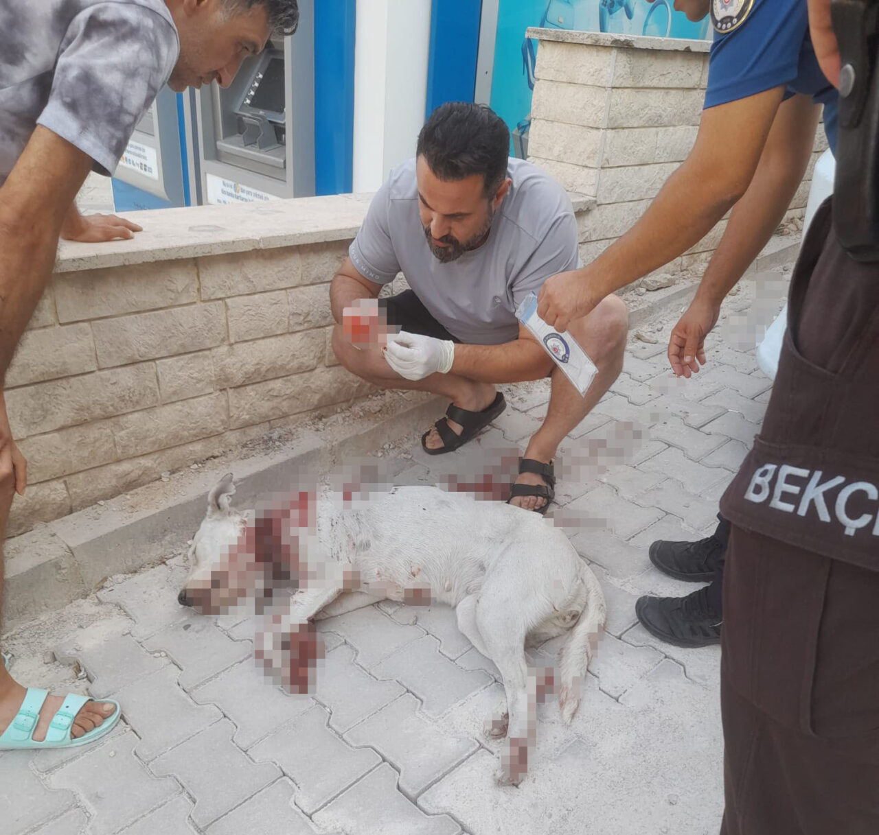 Denizli’de hamile köpeğe tüfekle saldıran şahıs, mahalleyi ayağa kaldırdı. Silah