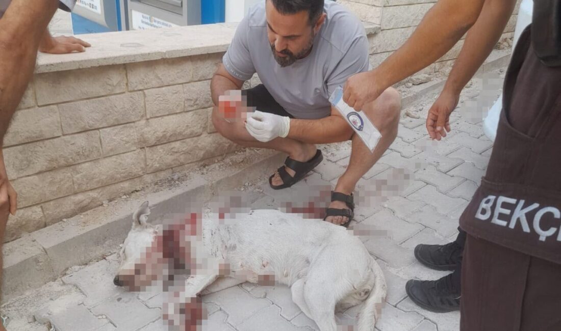 Hamile köpeği tüfekle vuran şahıs tutuklandı. Köpeği vuran caninin karakolda