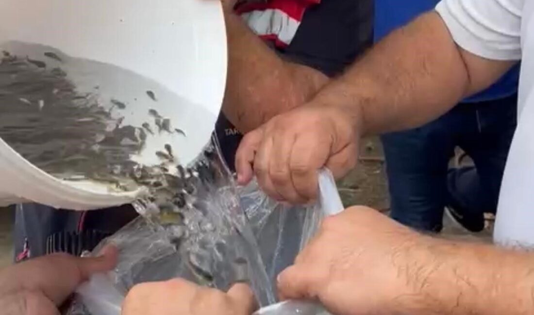 Tekirdağ’ın Hayrabolu ilçesindeki Çerkezmüsellim Göleti’ne 200 bin yavru sazan salındı.